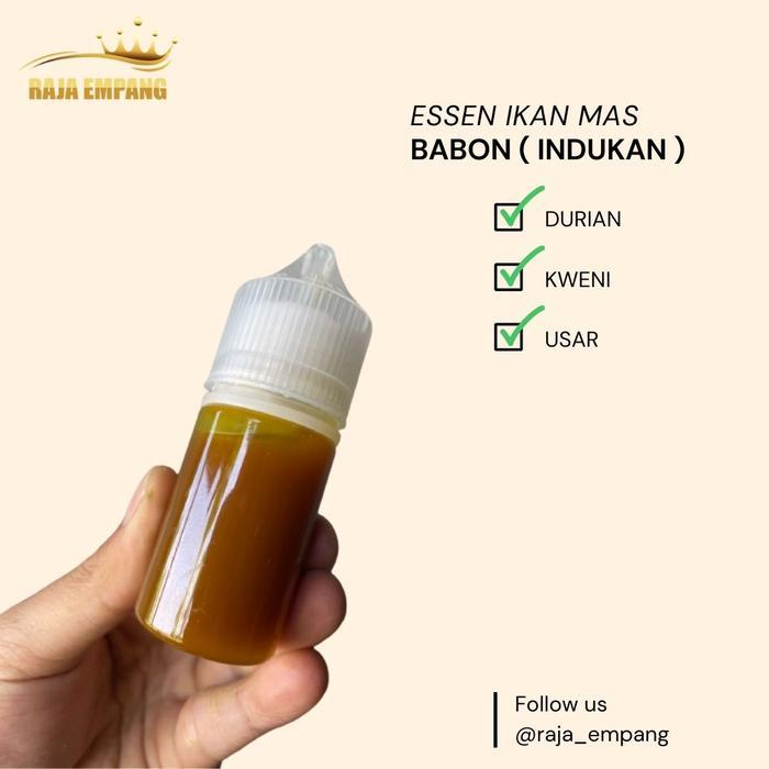 essen ikan mas aroma durian kweni usar untuk indukan