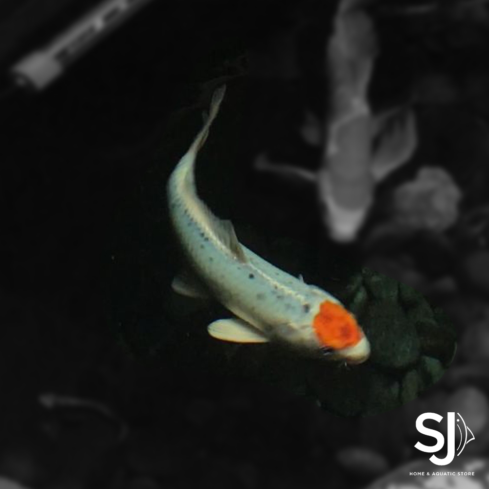 Koi Goshiki Tancho Ukuran 25 - 35 cm (Blitar) | Produk Sesuai Foto