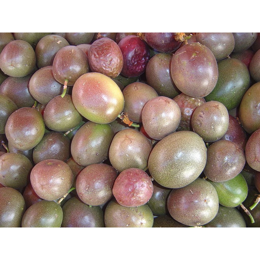 buah markisa 1kg