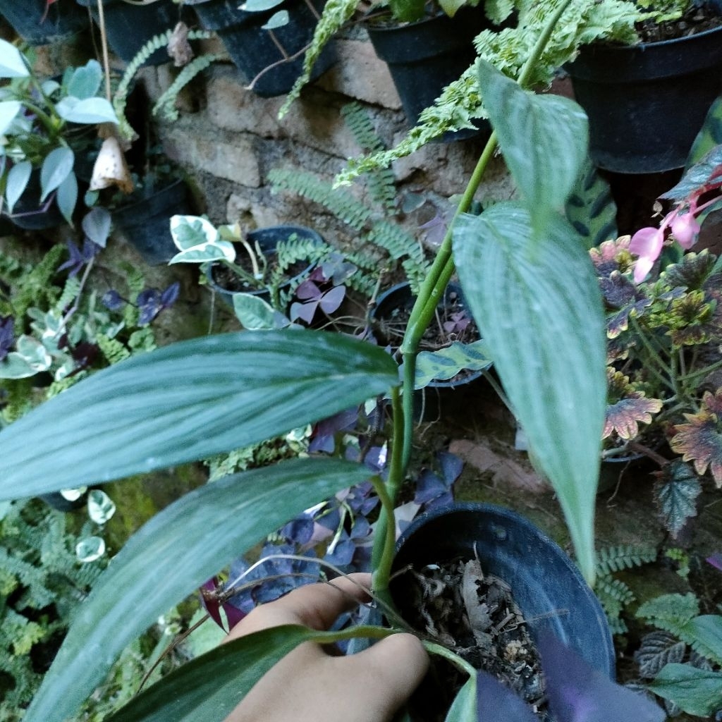 Epipremnum amplissimum silver