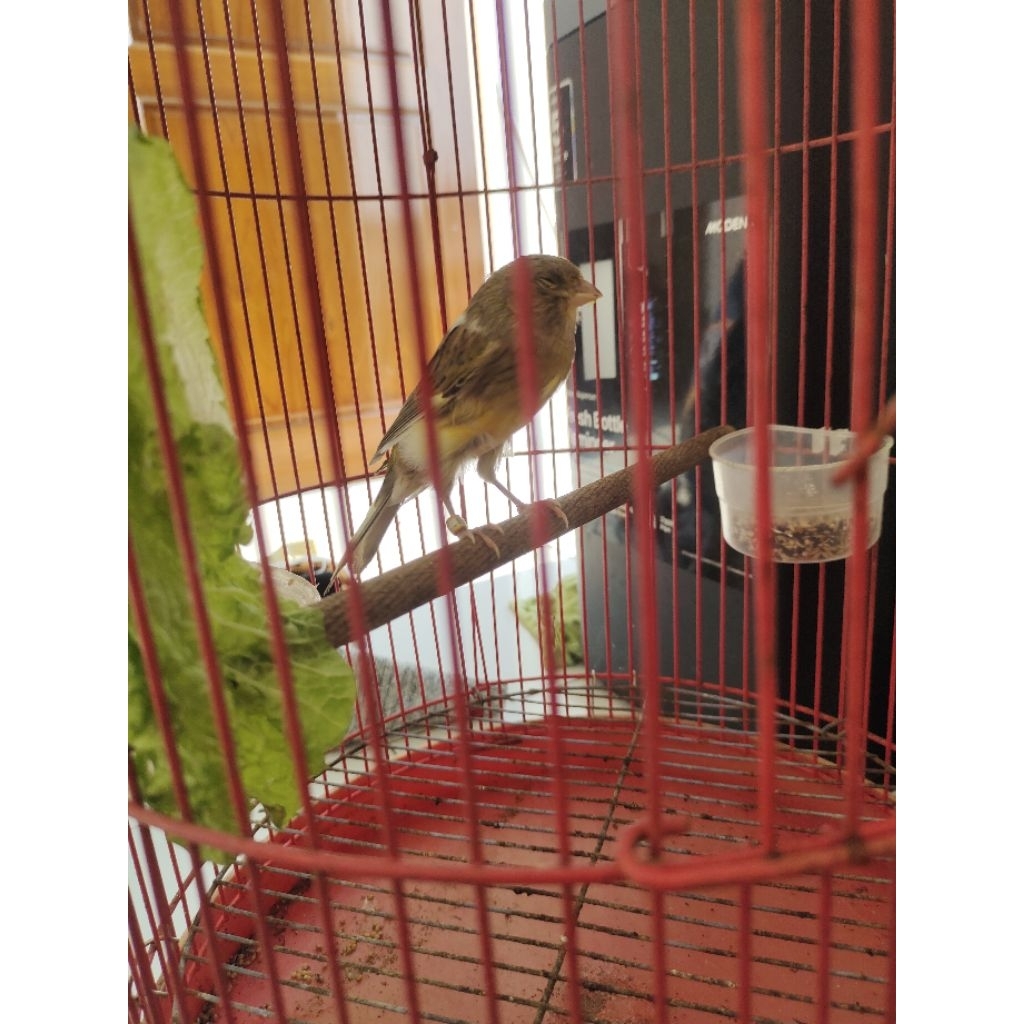 Kenari Af jantan gacor