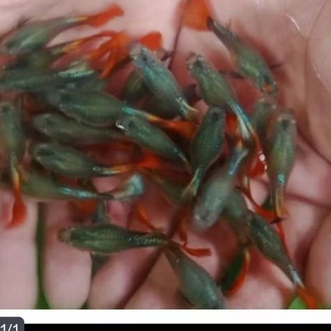 GUPPY BETINA PRTDE UKURAN 2-3 CM