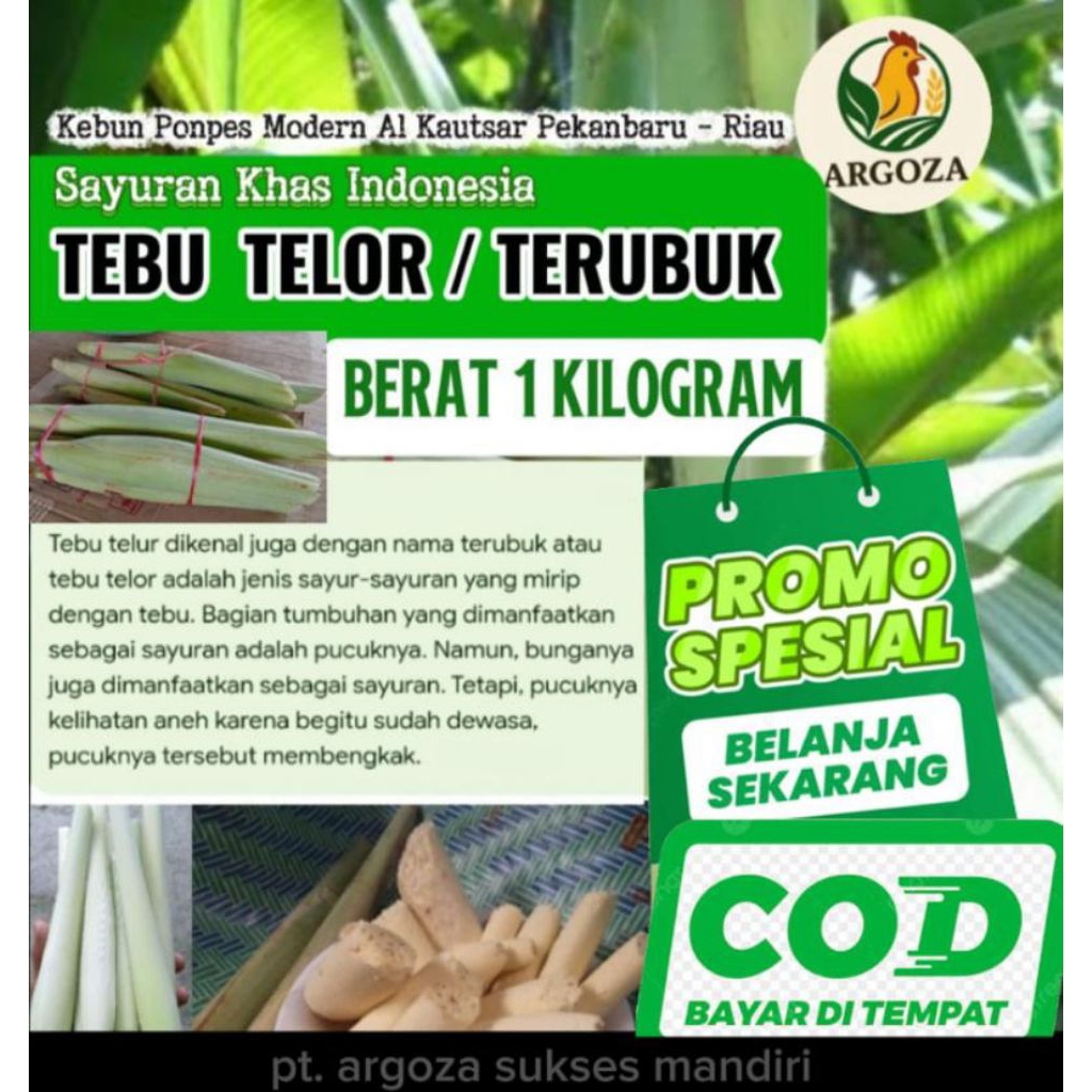 

TEBU TELOR/TERUBUK