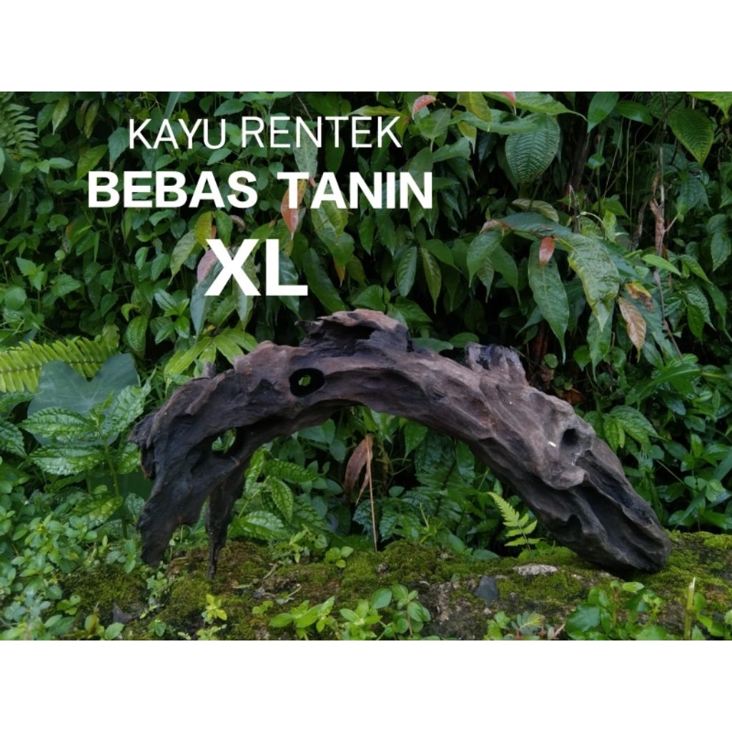 Kayu rentek aquascape bebas tanin size xl