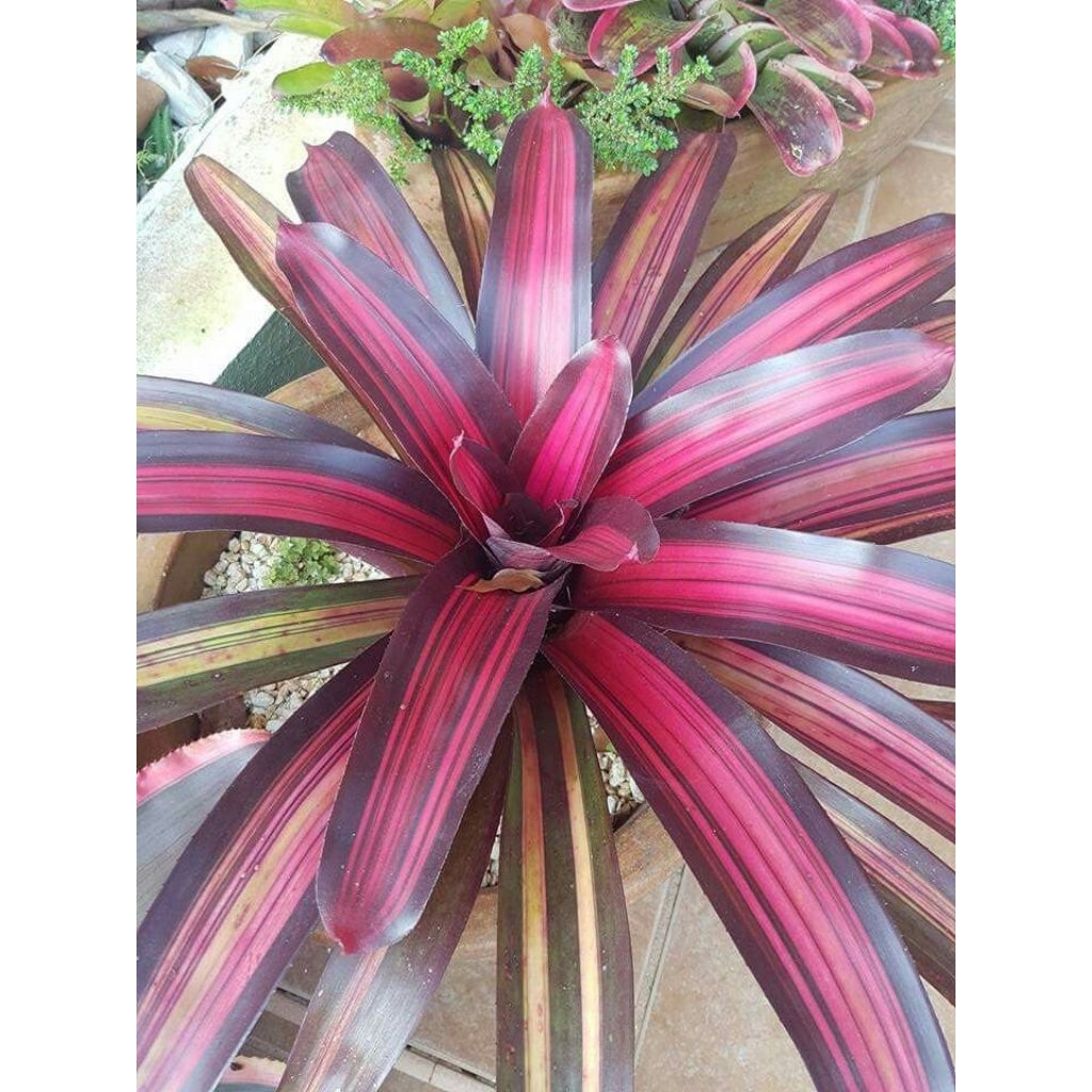 Bromelia Neoregelia Purple - Bromelia Purple - Bromelia Ungu- Bromelia Hias- Bromelia Koleksi