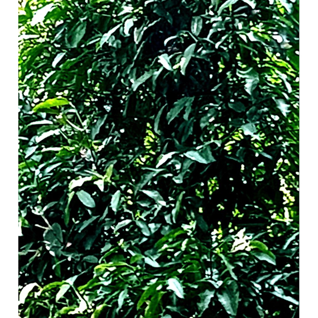 

Jual daun geredog ataw daun mundu ataw apel jawa per 75 lembar