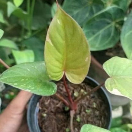 Homalomena Stardust Thai Constellation