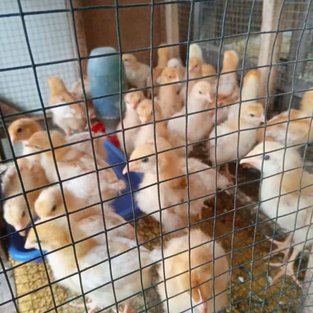 Ayam Petelur - Anak Ayam Petelur Usia 2 Minggu - Ayam Telur - Bonus Vitamin