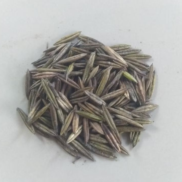 

bibit benih sambiloto biji, 100buah/biji sambiloto