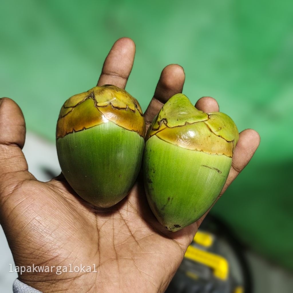 

Buruluk Kelapa / Cikal Kelapa – Herbal Tradisional / Serba 10K (6 Buah)