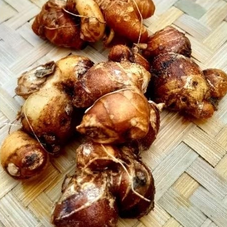 

kencur segar bumbu dapur bumbu seblak