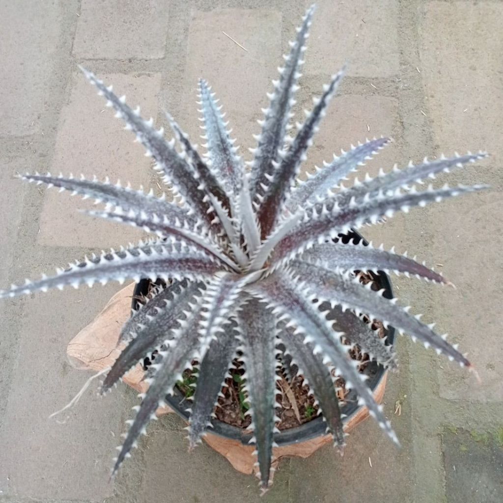 dyckia