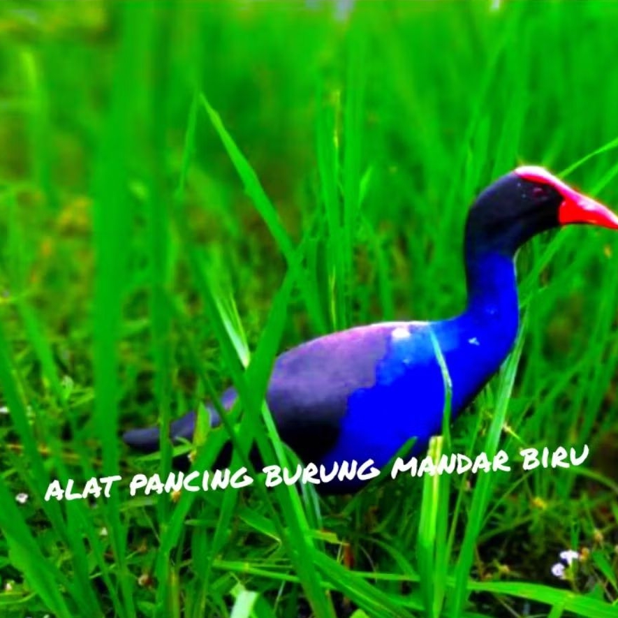 JONTROT / alat pancing burung mandar biru