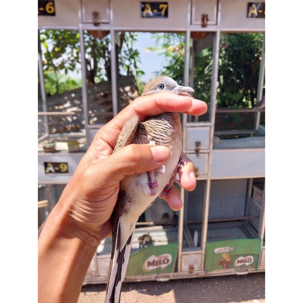 perkutut bangkok asli ori rajin bunyi body besar istimewa pakek ring kanan kiri