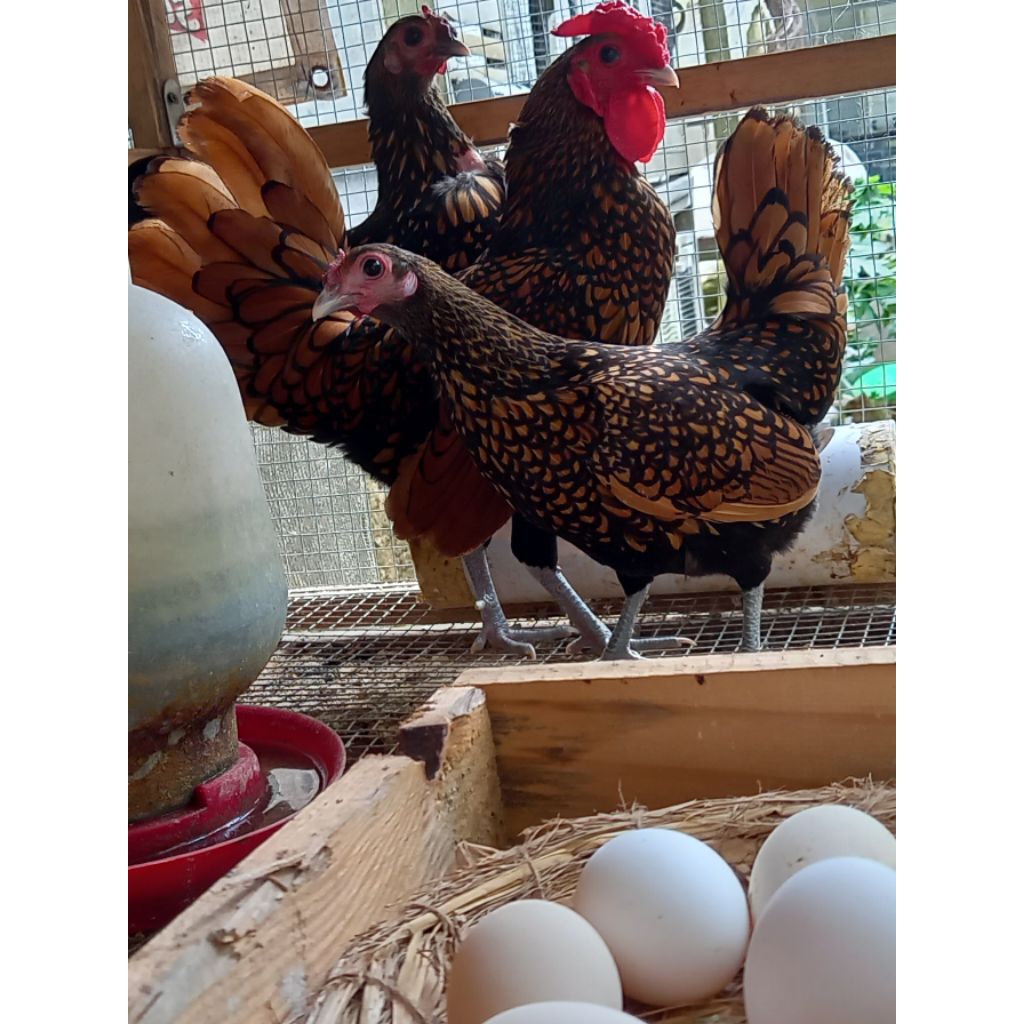 Telur Tetas Ayam Batik Kanada