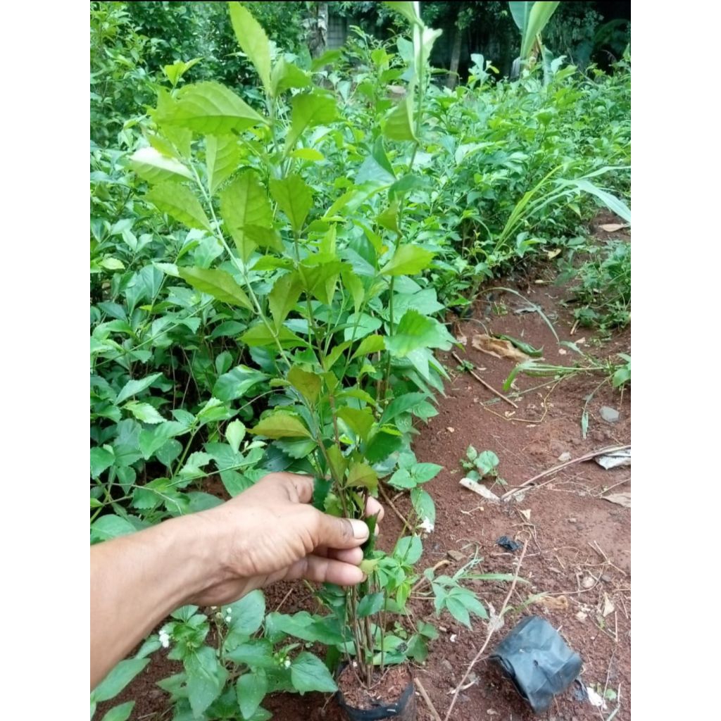 Bibit pohon pangkas teh tehan hijau