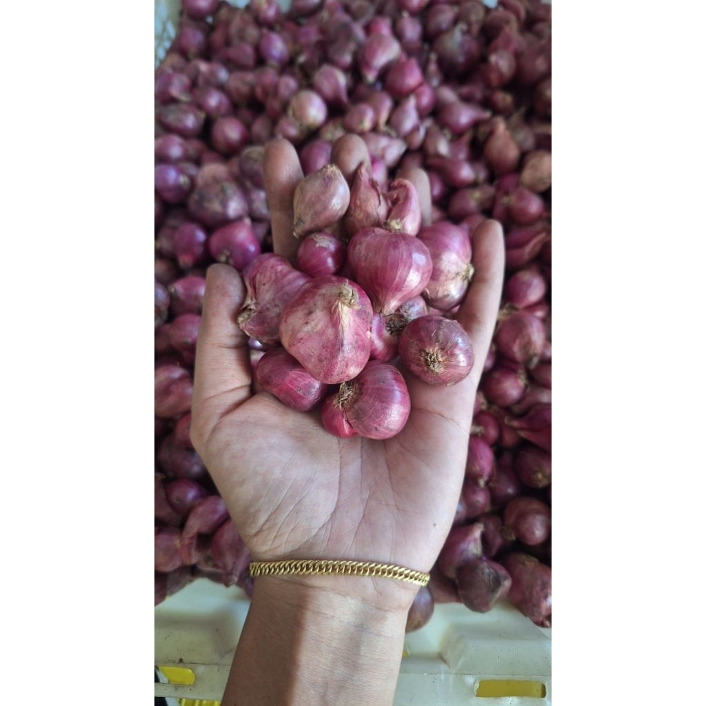 

BAWANG MERAH Besar Campur Kering