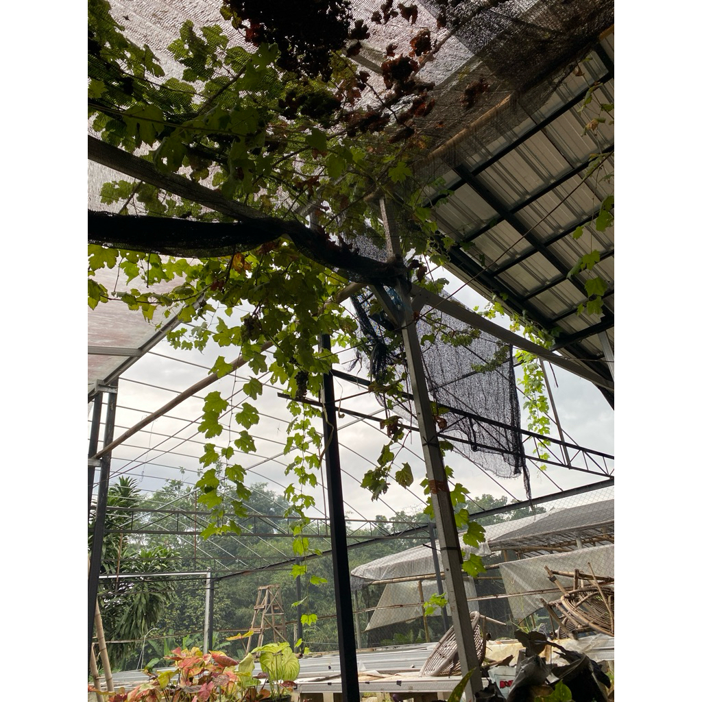 pesanan Colocasia black lava