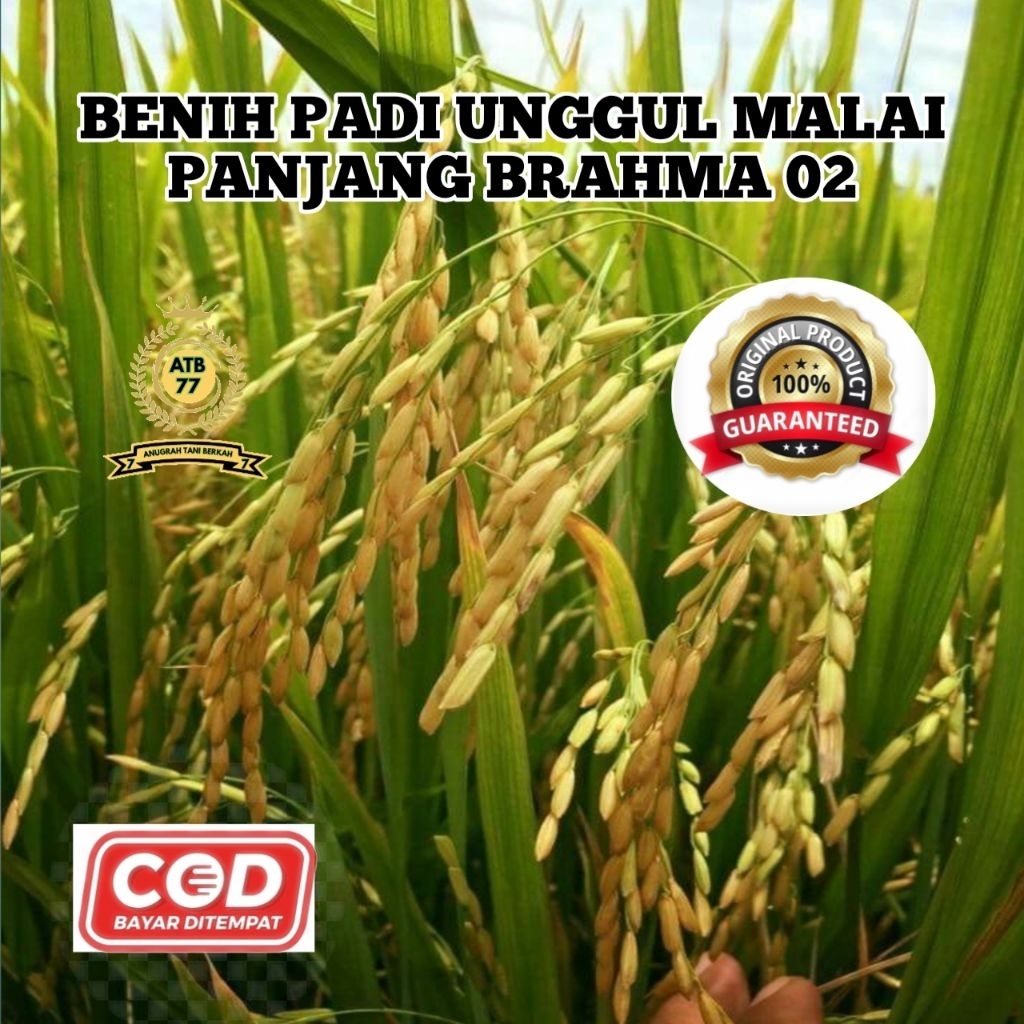 (1KG) BENIH PADI UNGGUL MALAI PANJANG BRAHMA 02