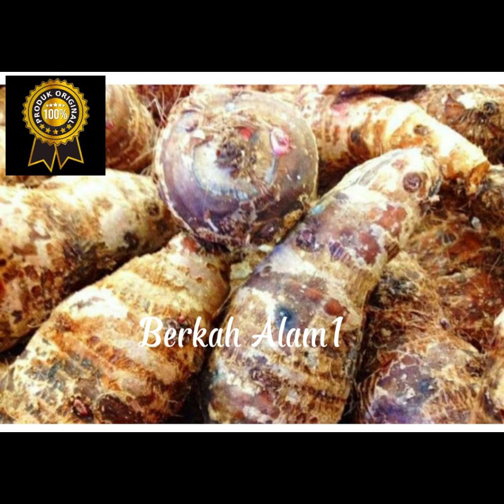 

belitung umbi talas kimpul pulen termurah harga 1 kilo