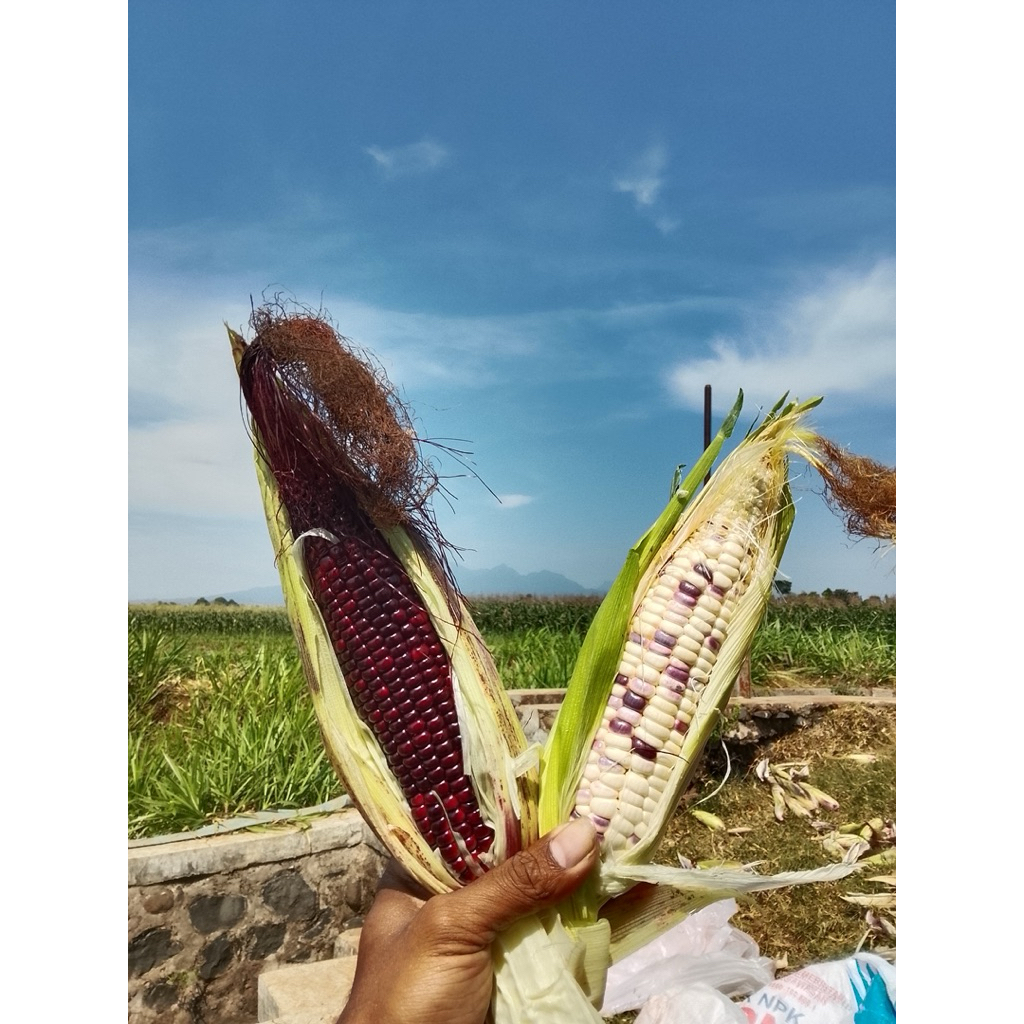 TERMURAH Jagung pulut / jagung ketan manis pulen