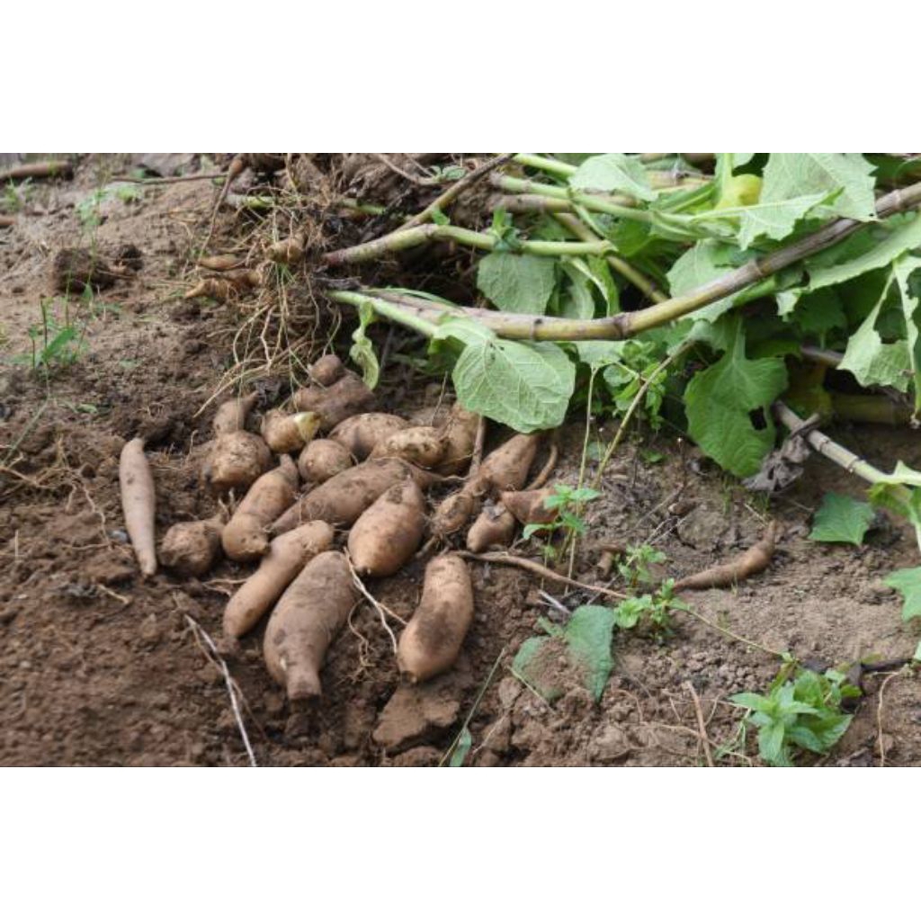 Alltechshop_ Bibit Ubi Yakon Sudah Bertunas - Siap Tanam Asli Wonosobo