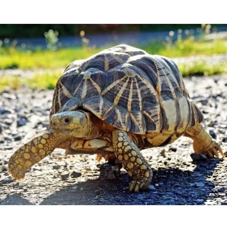 

telur Kura2-darat Burmese-StarTortoise siap tetas