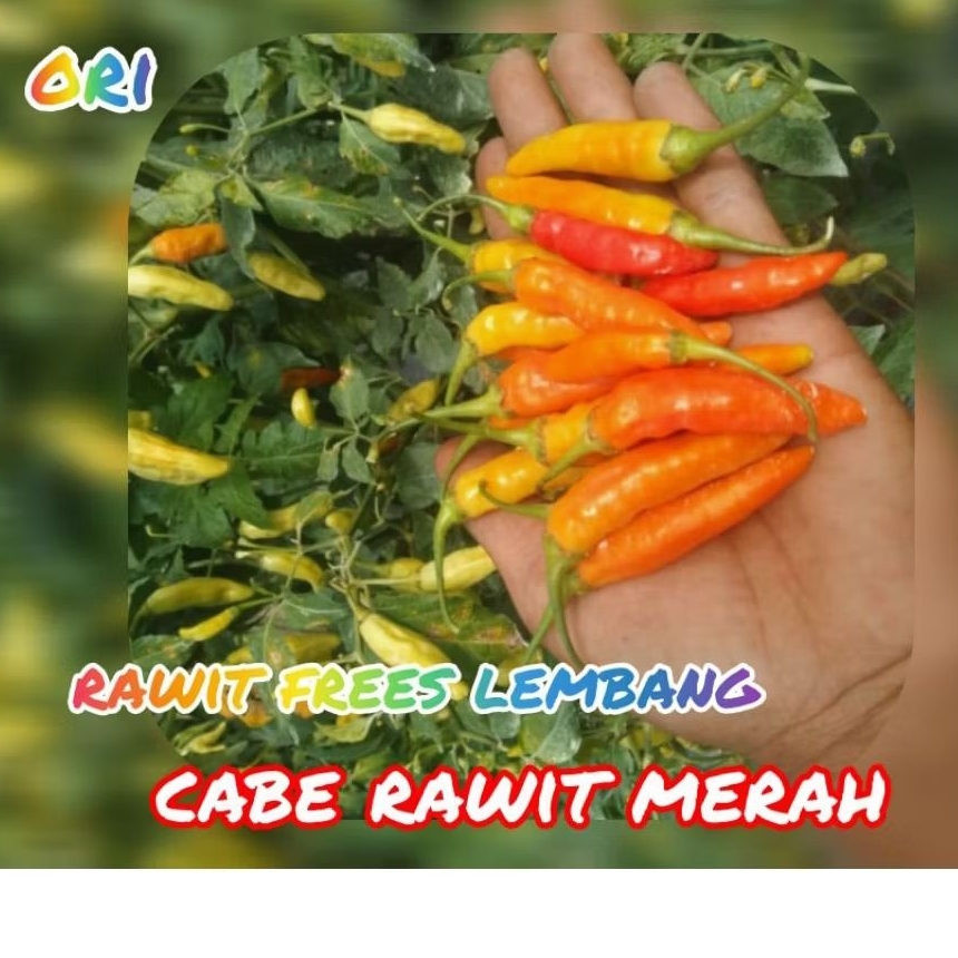 

cabe rawit merah ORI langsung dari petani