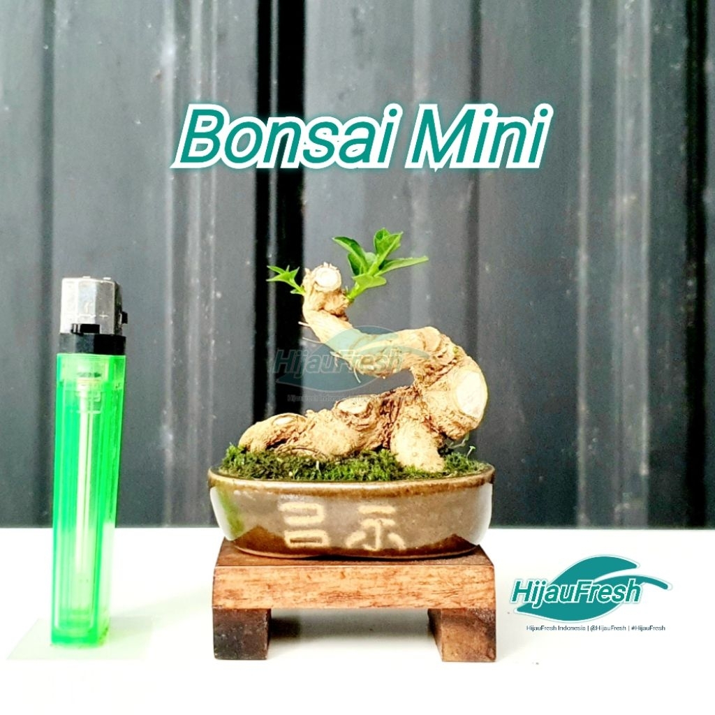 SIAP PAJANG Bonsai SUPER Mini Shito BONUS POT KERAMIK Meja BONSAI / PILAR Bonsai | HijauFresh | @Hij