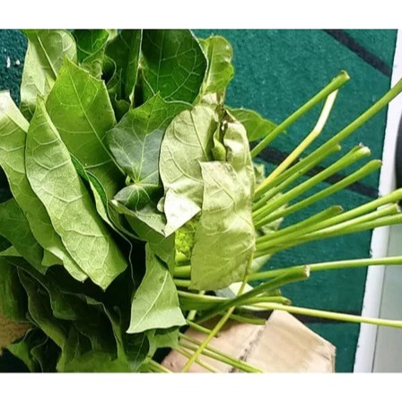 100 gram Daun Jarak Pagar Segar / Daun JarakPagar