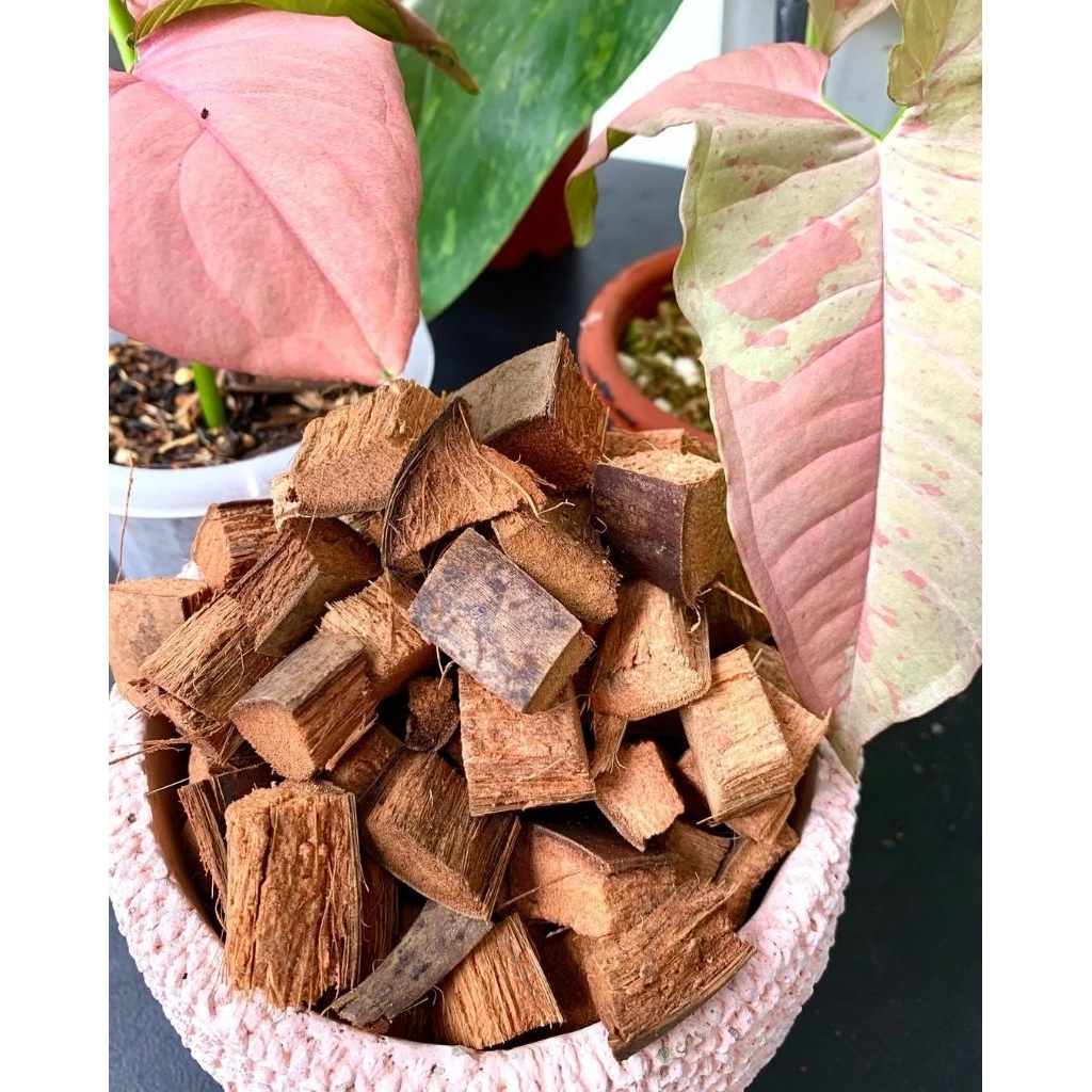 Media tanam Cocochip sabut kelapa