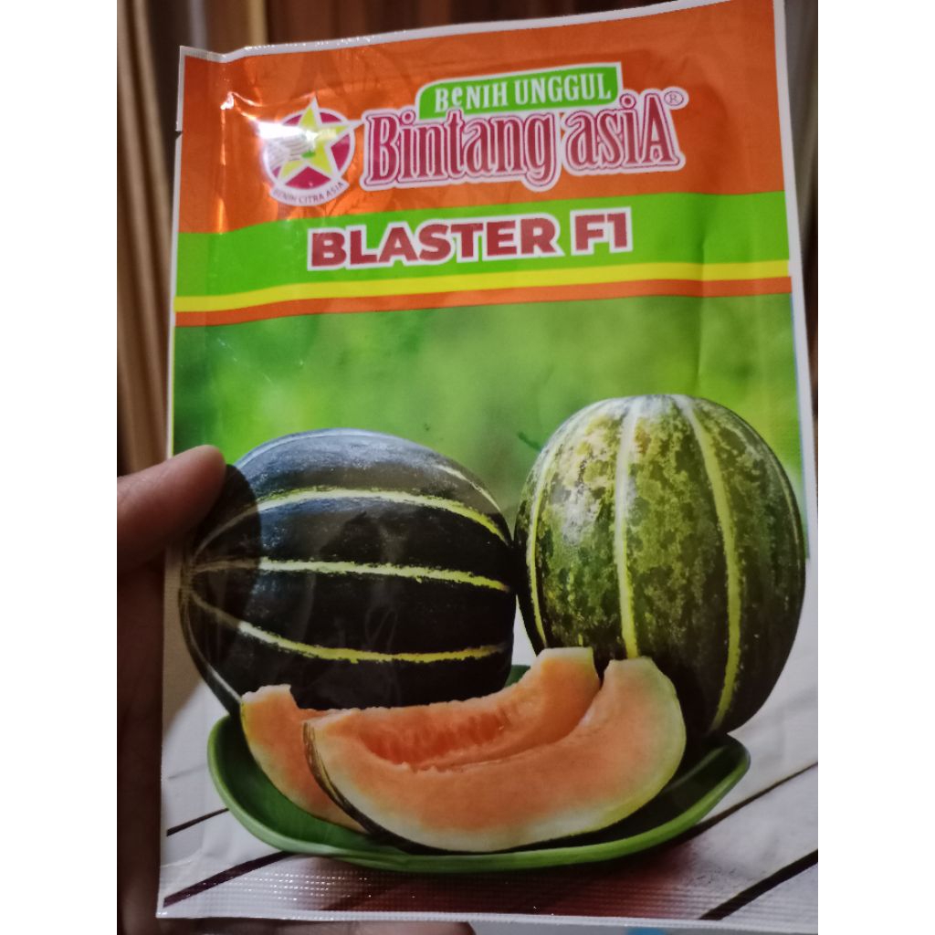 benih blewah blaster f1