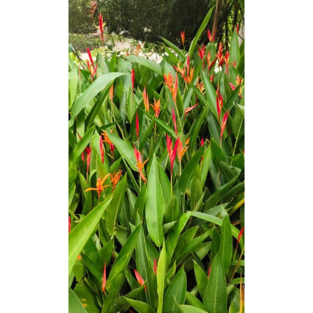 pohon tanaman hias pohon pisang-pisangan