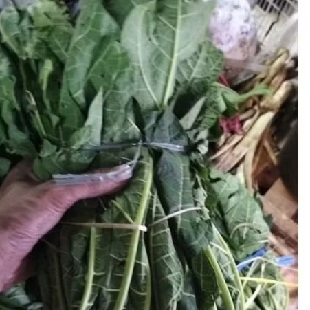 

Daun paya 1ikat besar