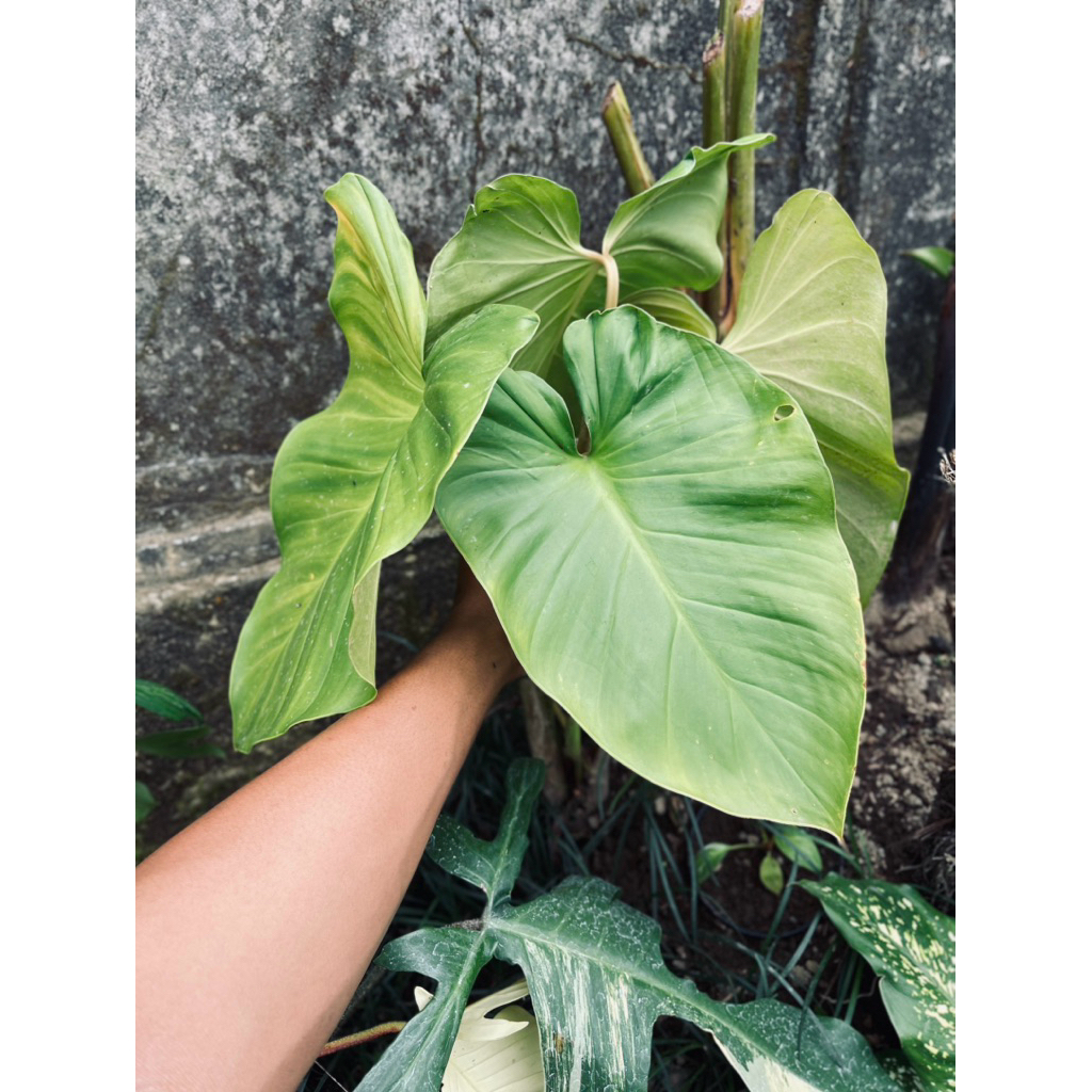 Homalomena rubescens