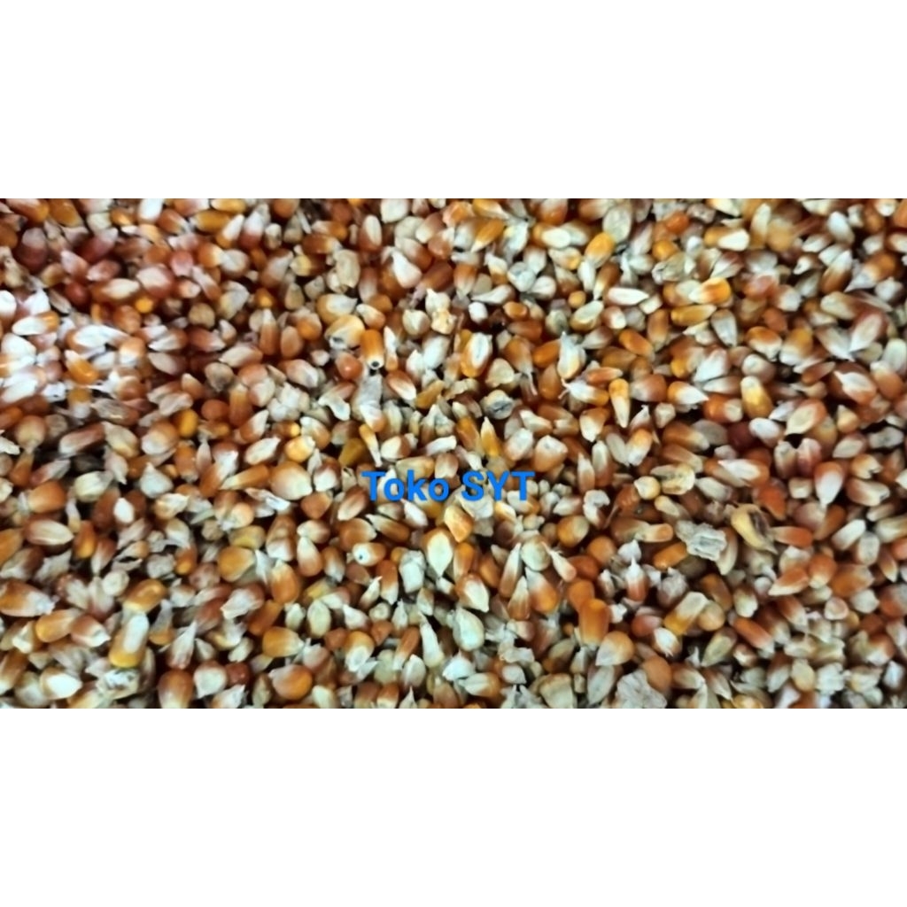 Jagung Kristal