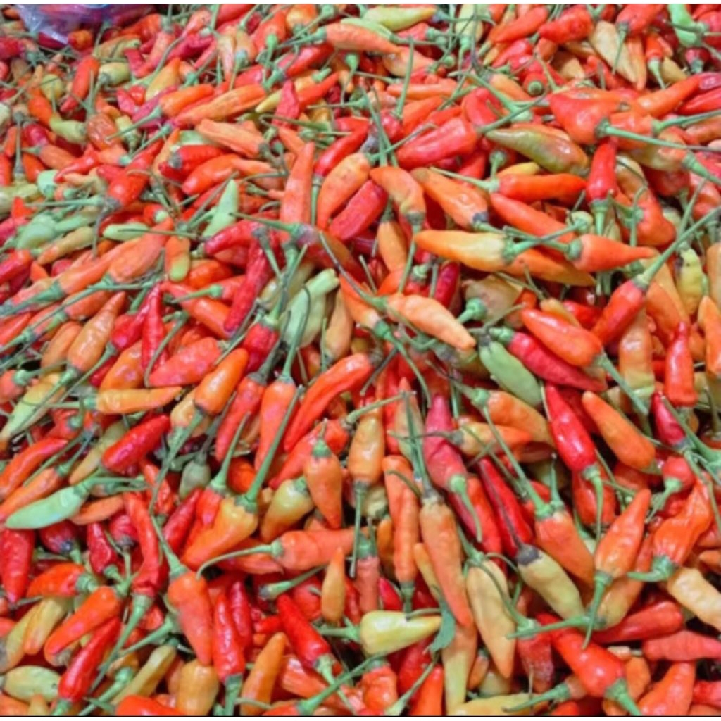 

Cabe Cabai Lombok Rawit Kecil Pedas Sayur Segar