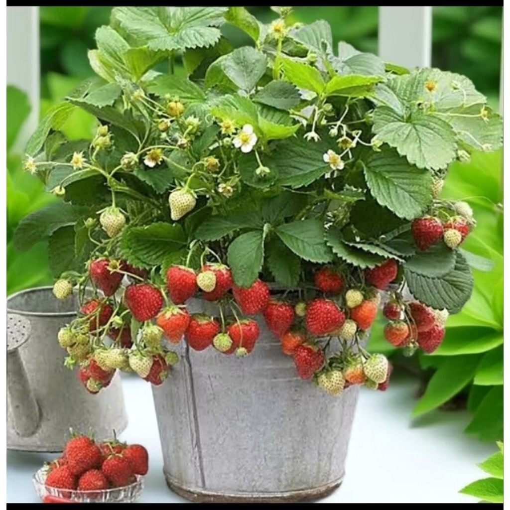 bibit stroberi jumbo cepat berbuah