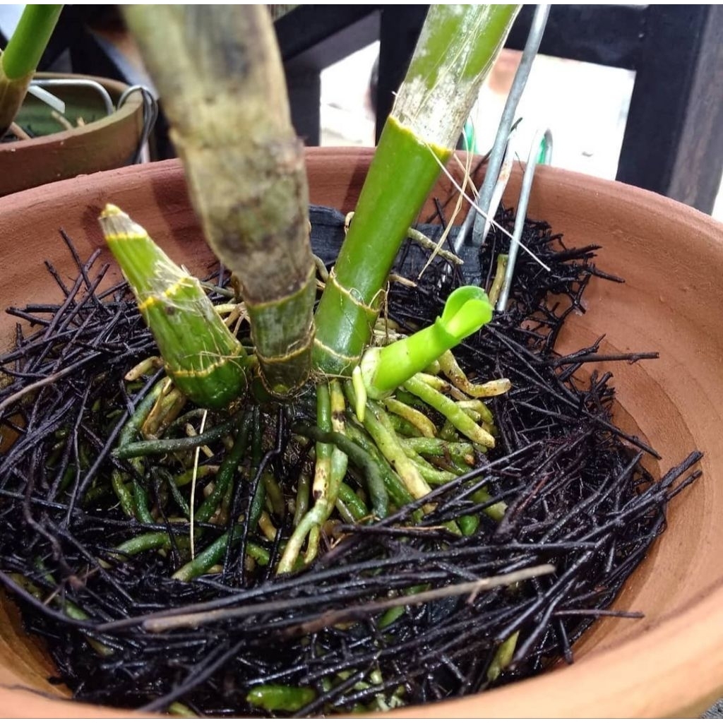 Akar pakis cacah - media tanam anggrek