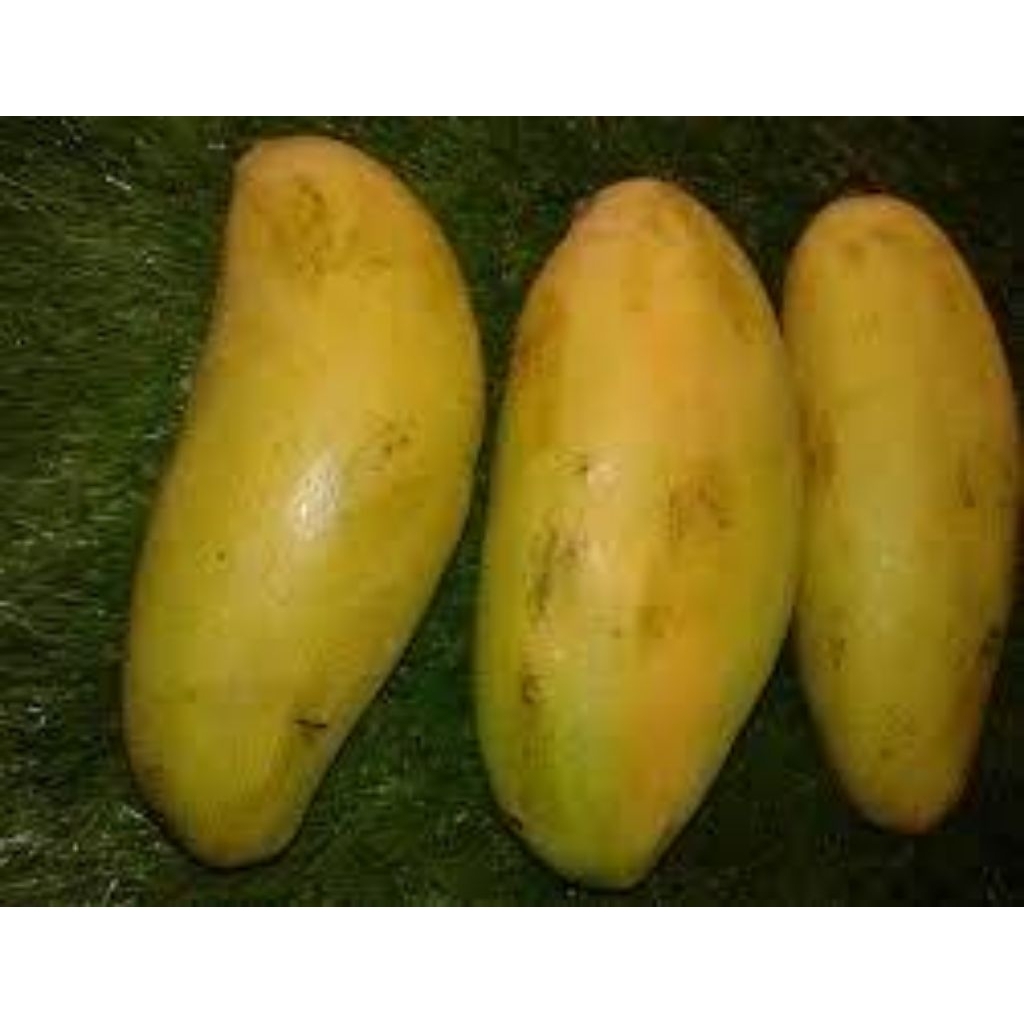 

1 kg dan 3 kg mangga Golek tua/ mengkel di jamin manis.(pengiriman seluruh Indonesia).