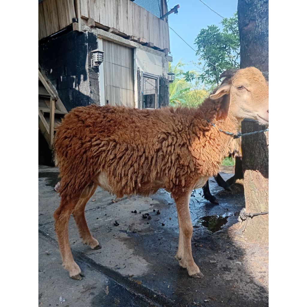 

dombaaqikahberkulitasterjangkau2025