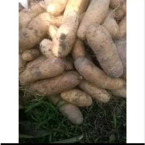 

1 KG UMBI GEMBILI SIAP REBUS