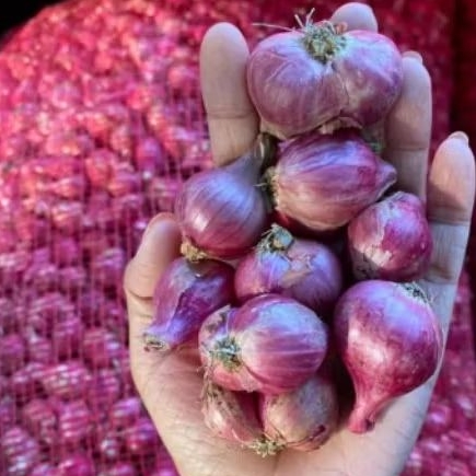 

Bawang merah super jumbo Bima kualitas baik