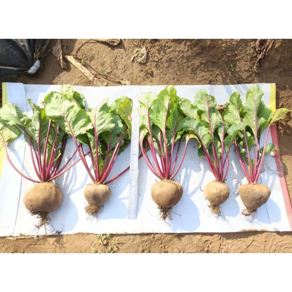 

Buah Bit Merah Organik Segar 1kg - Pengiriman instan