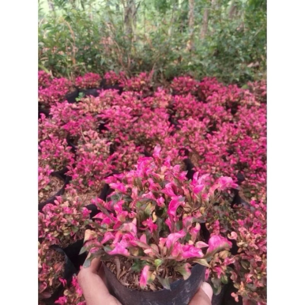 Promo Tanaman krokot merah - Pohon krokot merah berdaun rimbun