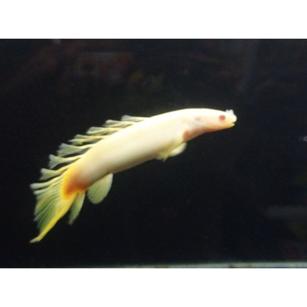 Kebutuhan Palmas Alb Slayer Gondrong 15cm