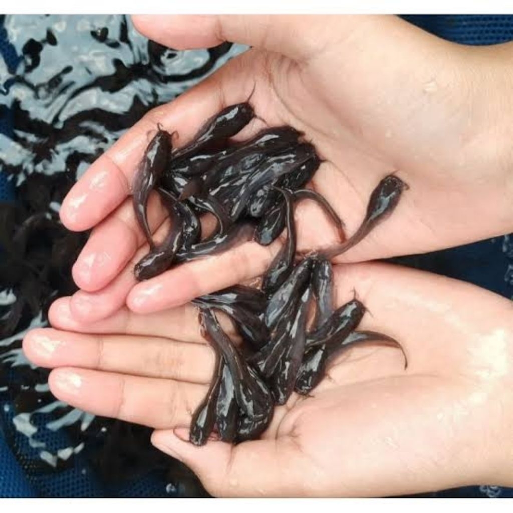 

benih lele 3-4cm 50 ekor