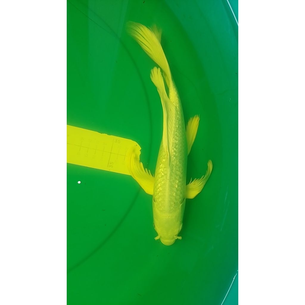 Ikan koi Slayer Platinum Ginrin 36cm