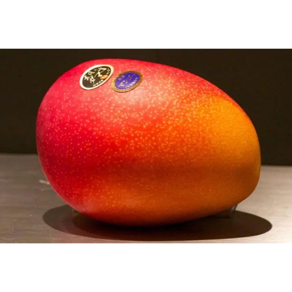 Tanaman Mangga Miyazaki PERNAH BERBUAH BATANG BESAR