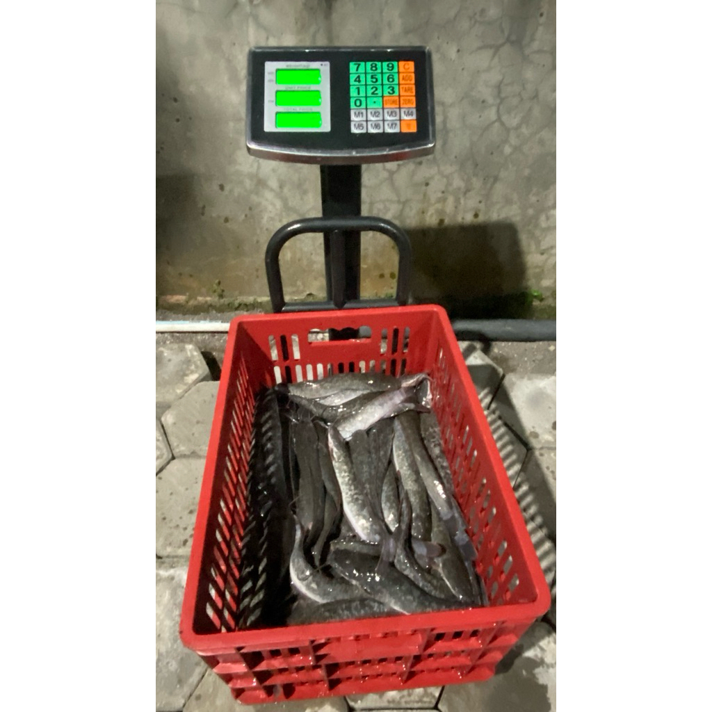 

Lele Fresh Non Marinasi